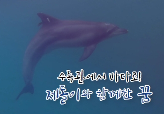 [🐬 PROJECT FREE : The Dolphin] 수족관에서 바다로, 제돌이와 함께 한 꿈