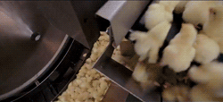 20178131231911012781548.gif