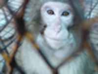 경기 안양시의 한 음식점 창고의 좁디 좁은 사육장에서 방치되고 있는 일본원숭이