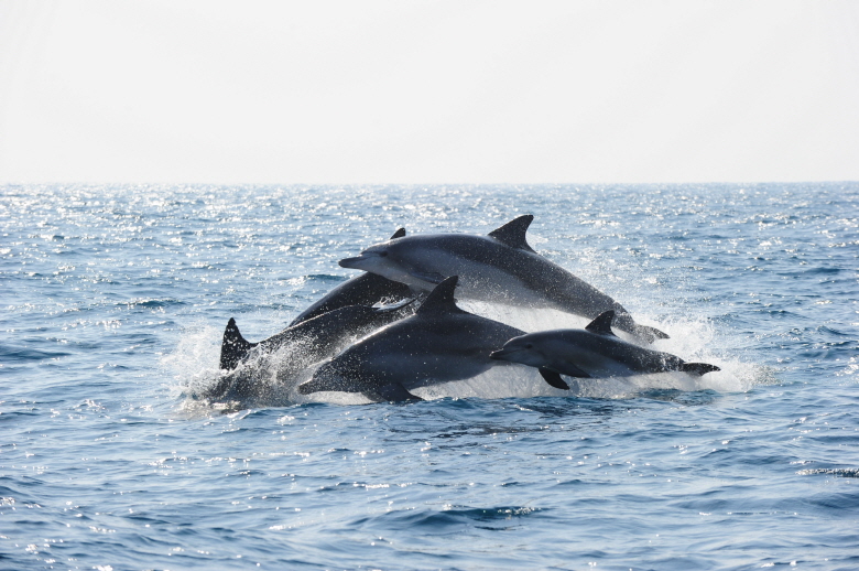 돌고래 전시 금지 한 걸음! 일본 타이지에서 돌고래를 직접 수입하는 것이 어렵게 됩니다.