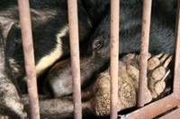 중국산 곰 쓸개즙의 국내 반입은 불법! 반달가슴곰을 지켜주세요
