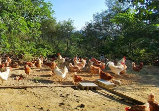 [농장동물] 암탉에게 자유를 - 동물복지농가 청솔원 방문기