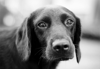 [유기동물] 강아지 연쇄 유기사건 발생! 동물유기는 벌금형의 범죄 행위입니다.