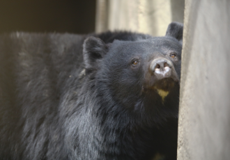 "시민의 힘으로 22마리 사육곰이 생츄어리로 갑니다!"