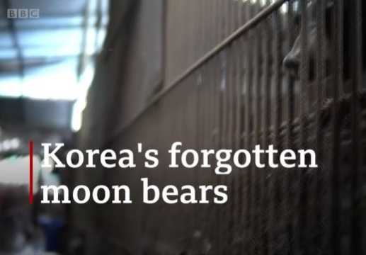[사육곰] BBC가 찾은 한국의 잊혀진 곰들