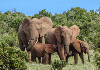 [오늘은, 동물] 코끼리는 코끼리의 즐거움을! 8월 12일, 코끼리의 날