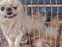 개 도살 금지 캠페인 
