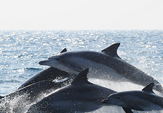 [오늘은, 동물] 9월 1일, 일본 돌고래의 날. 우리 모두의 힘을 모아 돌고래를 지켜요!  