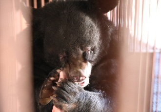 [논평] 사육곰 및 반달가슴곰 보호시설 예산 통과를 환영한다