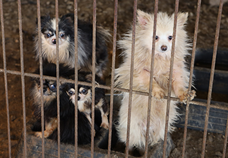 곤지암 번식장에서 구조된 113마리의 개들
