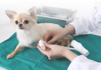 [유기동물] 인천광역시에 유기동물 고통사를 막을 수 있는 검진치료비 예산이 확보됐습니다!
