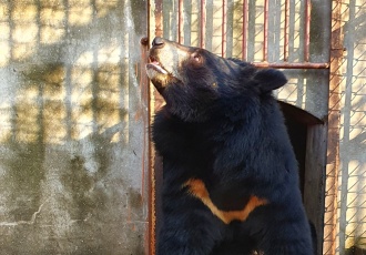 [사육곰] 사육곰 보호시설 건립을 앞두고 기억해야 할 것들 