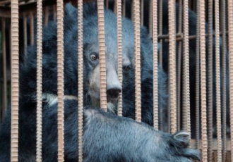 [공동성명] 환경부의 책임감 있는 곰 보호시설 추진과 남은 사육곰에 대한 대책과 계획 마련을 요구한다