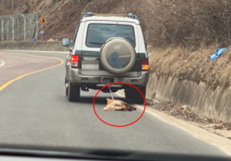 [동물학대] 차에 묶여 죽은 채로 끌려다닌 빨간 발의 개