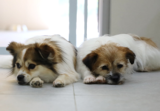 스타렉스 살해 사건 구조견 꽃님이, 햇님이, 별님이, 달님이