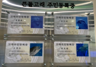 [기자회견문] 서동욱 울산 남구청장은 울산 돌고래 방류를 즉각 결단하라!