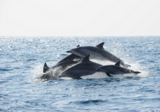 [성명서]돌고래 바다쉼터 조성 예산 전액 삭감에 깊은 유감을 표한다