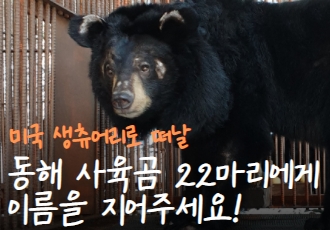 미국 생츄어리로 떠날 동해 사육곰 22마리에게 이름을 지어주세요!