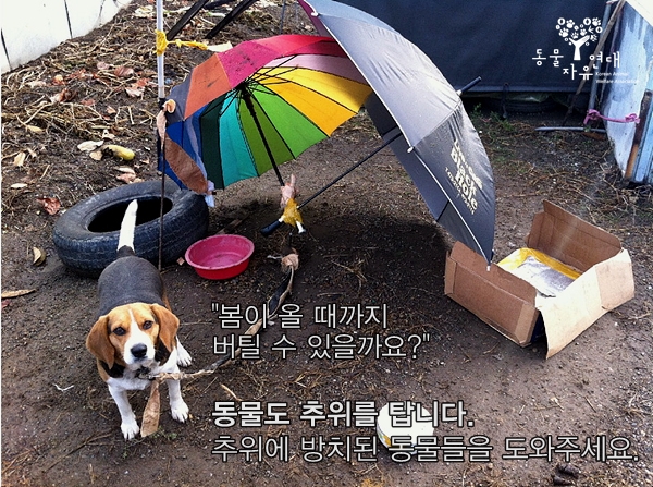 도그-온(Dog-溫) 캠페인, 추위에 방치된 동물들에게 따뜻함을 선물해주세요. 
