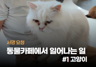[서명요청]동물카페에서 일어나는 일 #1 고양이