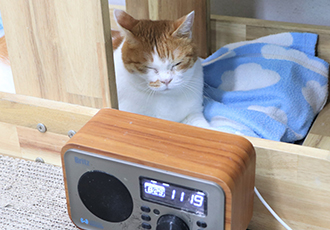 라디오 듣는 고양이? 감수성 풍부한 '영미'