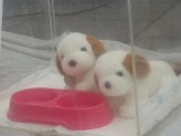 하림 팜스코는 불법 강아지공장 양산하는 애견경매장을 폐쇄하라