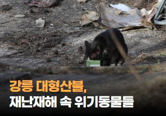 [구조] 강릉 대형산불, 재난재해 속 위기의 동물들