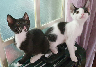 [C23-10관외] 폐업 상가에서 구조된 새끼 고양이 형제 ‘레오’와 ‘탄이’