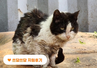 [쓰담쓰담] 2.6kg으로 구조된 구내염 걸린 고양이 ‘희망이’