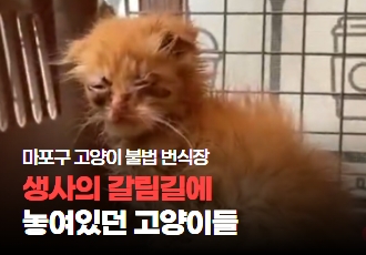 [동물학대] 마포구 불법 번식장, 악취와 오물 속에서 생사의 갈림길에 놓였던 고양이들