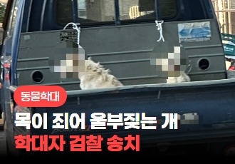 [동물 학대] 목이 죄여 울부짖는 개 사건, 학대자 검찰 송치