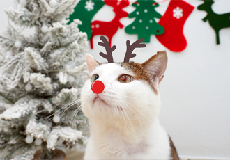고양이들과 함께 ‘온캣에서 미리 크리스마스’🎄