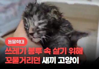 [동물 학대] 쓰레기 봉투 속 살기 위해 꼬물거리던 갓 태어난 새끼 고양이