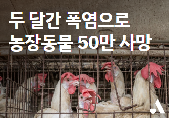 [서명요청] 지속되는 폭염 속, 두 달 간 농장동물 50만 사망