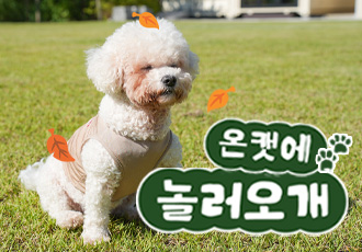 [10월 온캣에 놀러오개] ﻿잔디마당에서 뛰어놀개🐕🍂