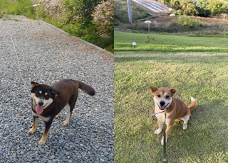 [D24-24관외] 학대에서 구조된 '깜장이', '노랑이'