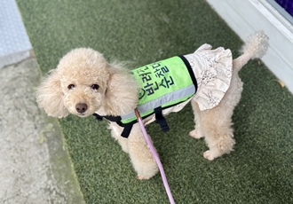 초이 순찰대 됐어요~!!(곤지암 해삼)