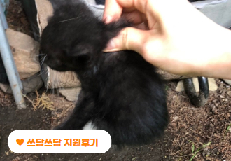 [쓰담쓰담] 길고양이 급식소 앞에서 발견된 라라