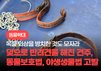 [동물 학대] 목줄 외상 방치 및 덫 설치로 반려견을 해친 견주