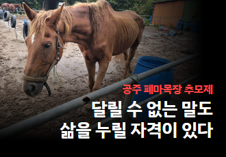 [참가요청]공주 폐마목장 추모제, 달릴 수 없는 말도 삶을 누릴 자격이 있다