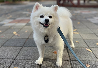 오쥬 임시보호 7개월차 근황입니다!