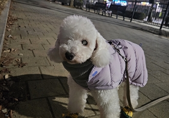 보령빛돌이(송이)겨울일상