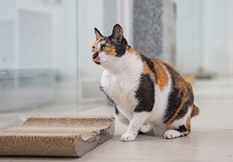 달밤만 되면 어김없이 밥을 먹으러 오던 고양이, 달냥이