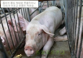 농장동물의 삶 - 새끼를 낳는 어미 돼지들