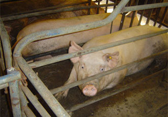 EBS 하나뿐인지구 - 가축의 권리를 말하다 방송