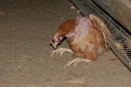 [암탉에게자유를] ③ 케이지에 사육되는 닭들이 겪는 질병 