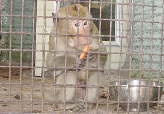 [zoo zoo] 구걸하는 원숭이와 비좁은 집