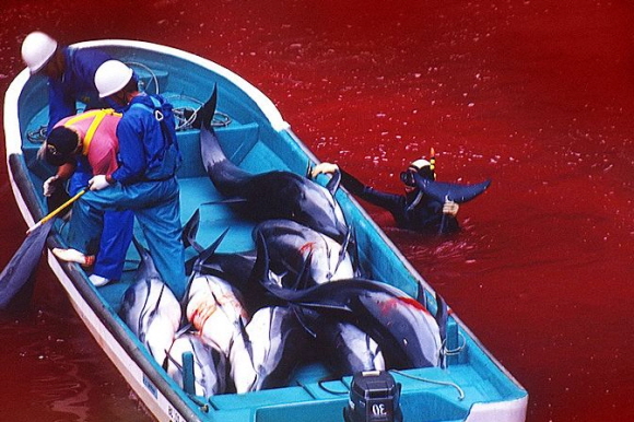 일본 돌고래 학살에 반대하는 'Japan Dolphins Day'