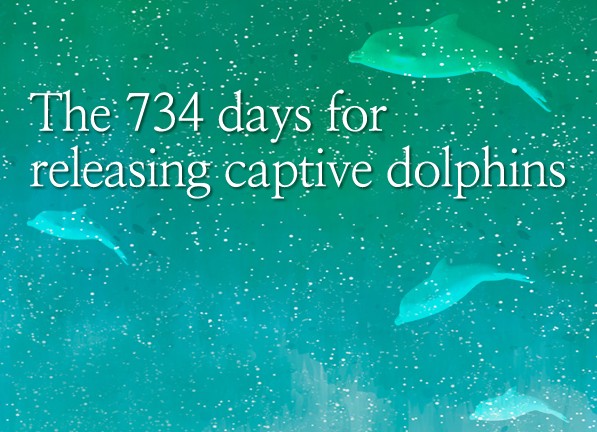 The 734 days for releasing captive dolphins