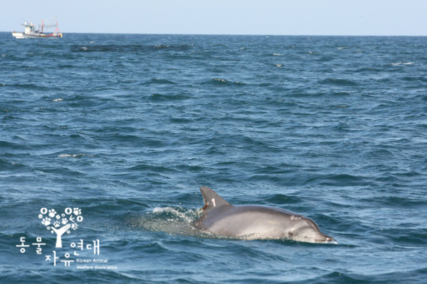 [방류돌고래들 상황보고] 제돌이, 춘삼이가 백여마리의 남방큰돌고래 무리에 합류했다는 소식입니다. 
